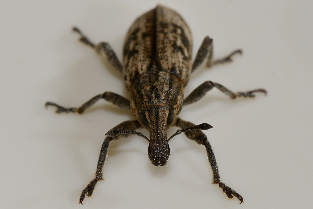 Curculionidae: Mecaspis alternans